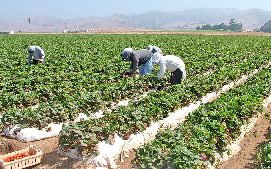 DPR strawberry group releases fumigant replacement plan | Farm Progress