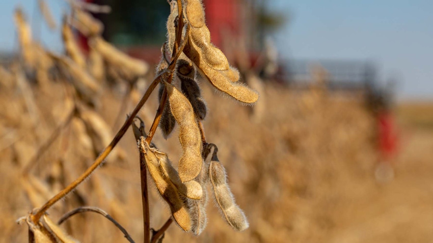 mature soybean plant at harvest