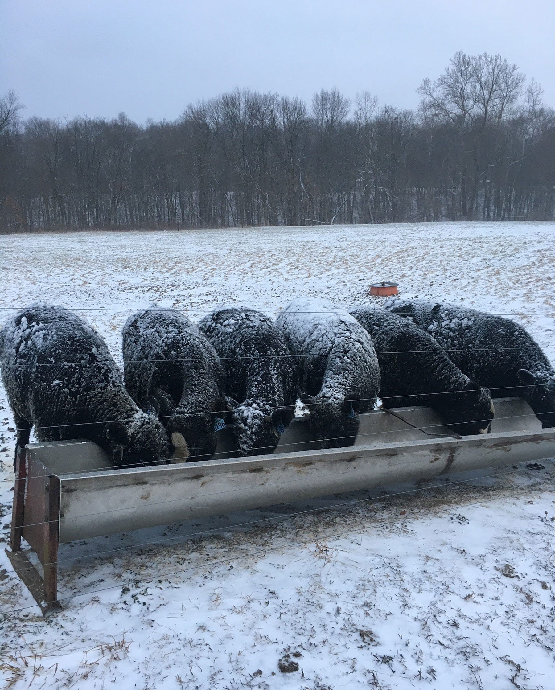 six beef cattle eat from a feed trough in a snowy pasture