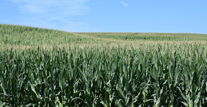 Corn field Corn field