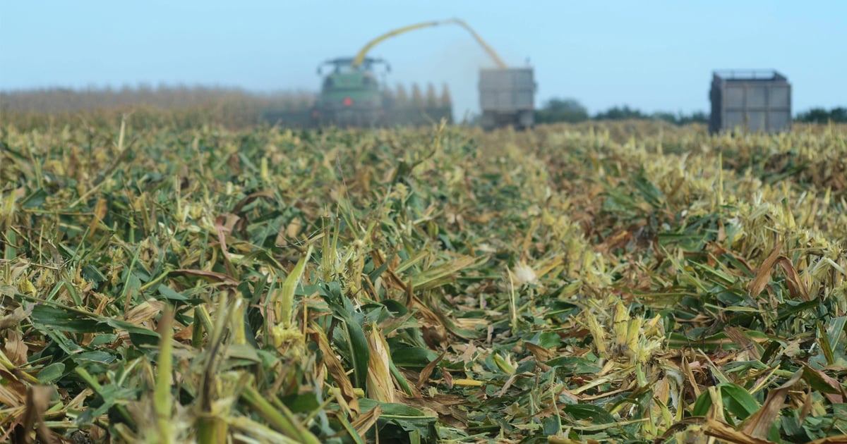 Corn silage vs. beet pulp in calf rations
