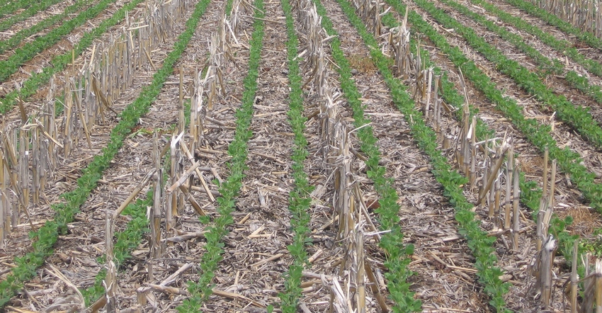 No-till field of soybeans