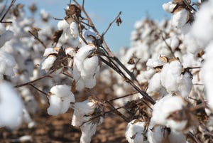 cotton-harvest-Huguley-18-(104-of-111).jpg