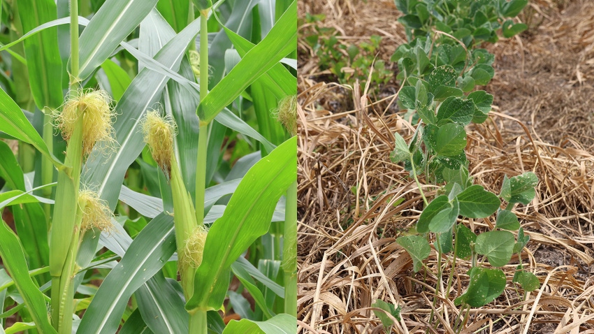 Two photos collaged together a close up of corn crop on one side and a close up of a soybean crop on the other side