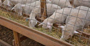 sheep eating at feed bunk