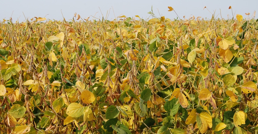 soybeans - BOOSTING VALUE: Despite 2017’s weather challenges, many organic farmers in Iowa are anticipating successful yiel