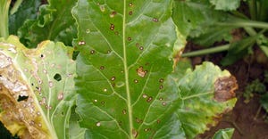 Cercospora leaf spot infects this sugarbeet leaf