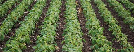 dicamba_approval_soybeans_1_636150893470678869.jpg