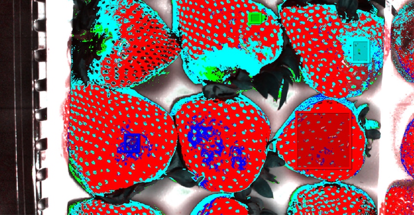 Hyperspectral image of strawberries shows bruising and out-of-condition areas