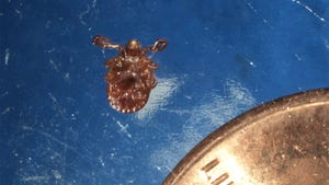 Close up of a Longhorned tick next to US penny for size comparison
