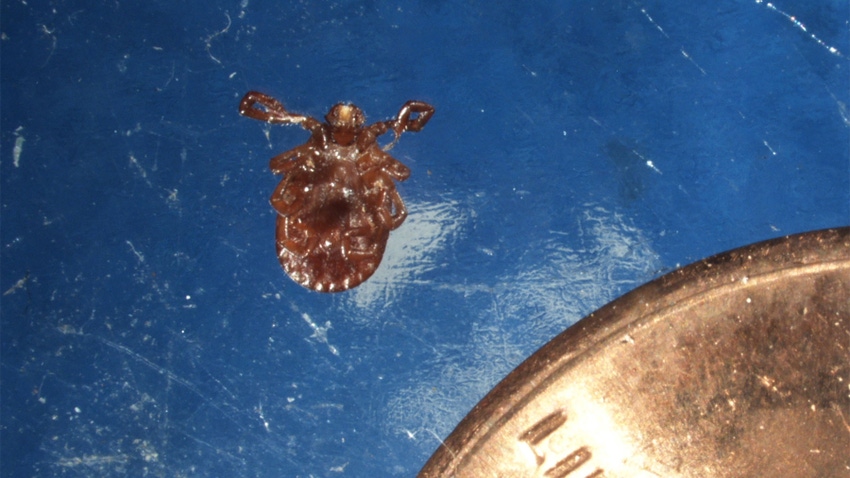 Close up of a Longhorned tick next to US penny for size comparison