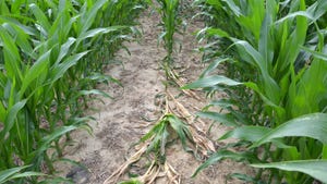 knocked down cornstalk in field