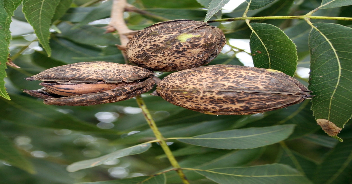Pecan disease worst in recent memory
