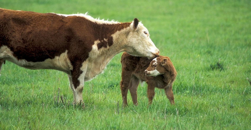 A dairy cow petting her calf in a field