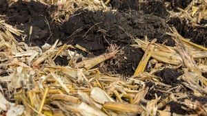 Close-up of cornfield with cornstalks and residue covered with soil