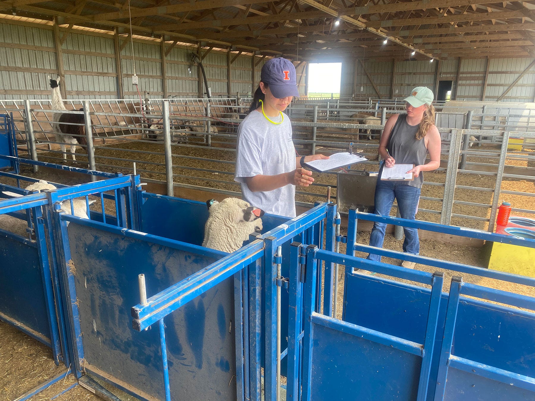 Emma Prybylski and Alyssa Brown holding clipboards near a stall with sheep