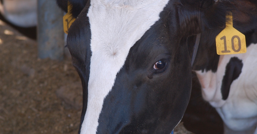Dairy cow up close with tag in ear