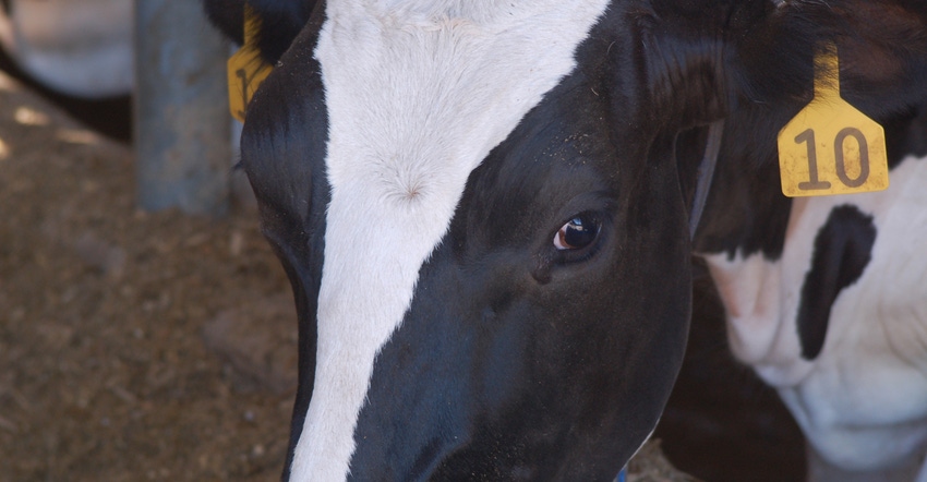 Dairy cow up close with tag in ear Dairy cow up close with tag in ear