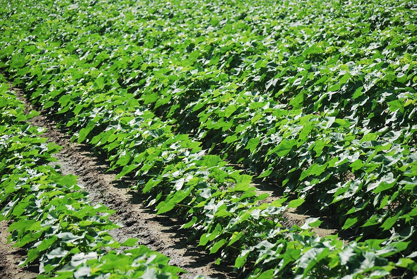 brad-haire-farm-press-clean-cotton-ga-2-a.JPG brad-haire-farm-press-clean-cotton-ga-2-a.JPG