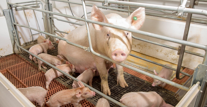 hog nursing piglets