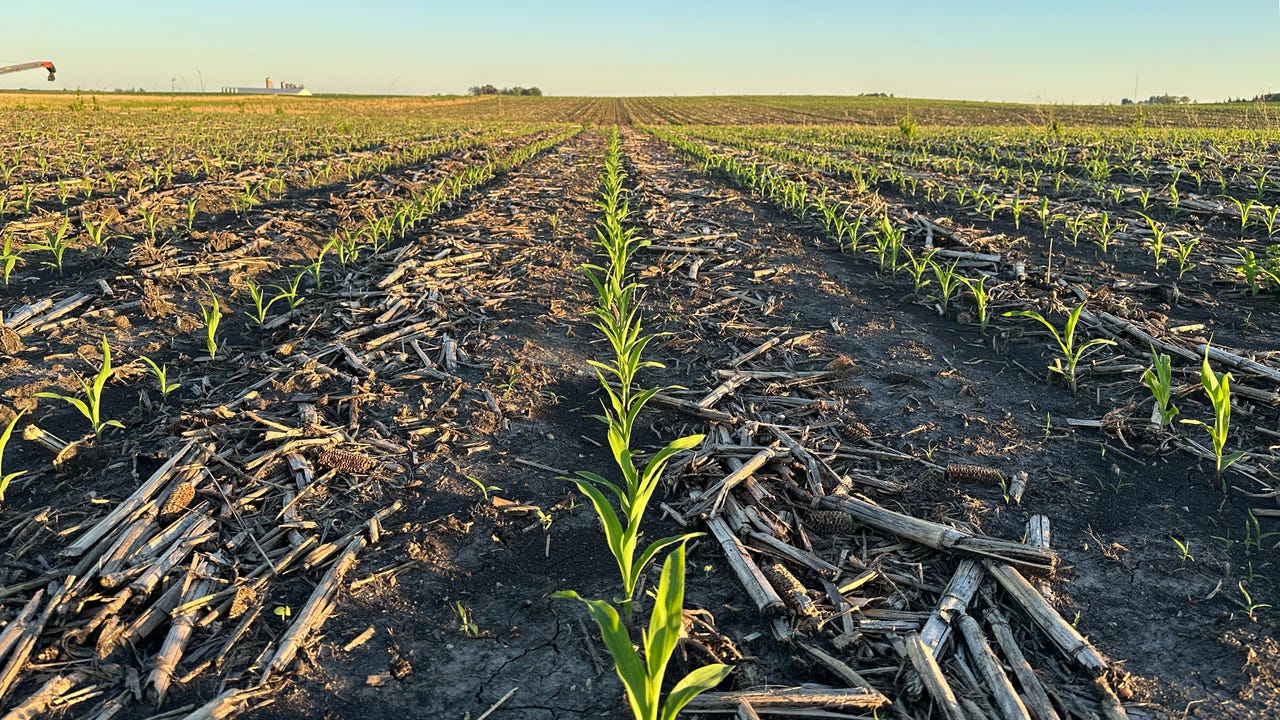 Young corn plants in field