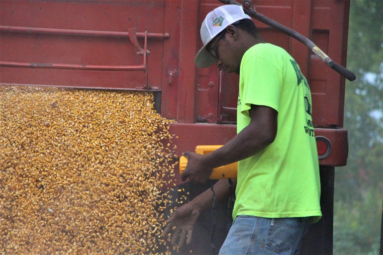 Trent Edwards checks corn moisture as it flows from the truck 