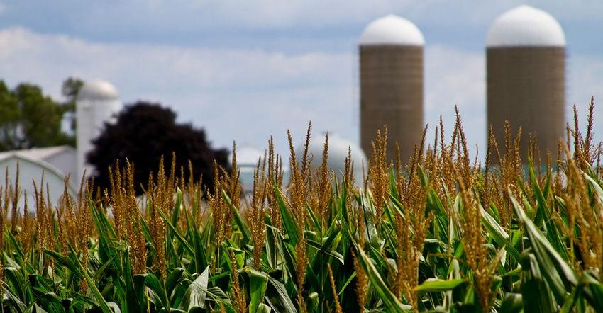 Silos at a family farm rise above a late summer cornfield in southern Michigan.