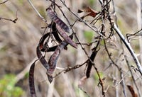 PartridgePea.jpg PartridgePea.jpg