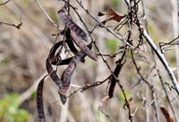 PARTRIDGE PEA is included in the planting mix because it provides habitat area and offers quail an additional food source. (Photo by Doreen Muzzi) Click to enlarge