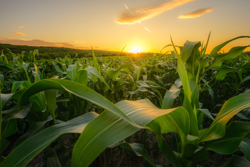 Increase corn yield