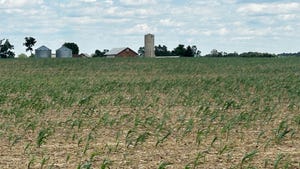 A cornfield with dry soil and plants