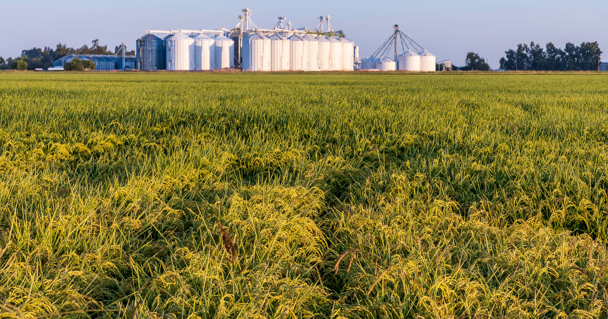 Rice workshop: Boost yields with expert tips