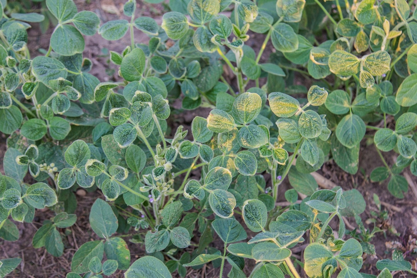 dfp-dicambasoybeans-gettyimagesistockphoto-823935918.jpg dfp-dicambasoybeans-gettyimagesistockphoto-823935918.jpg