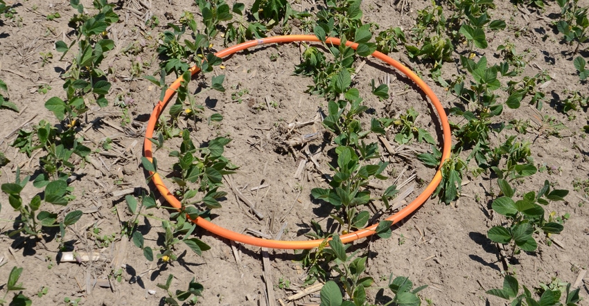 hula hoop lying on the ground in young soybean field