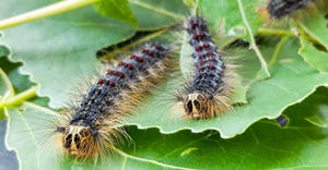 gypsy moth caterpillars on leaves