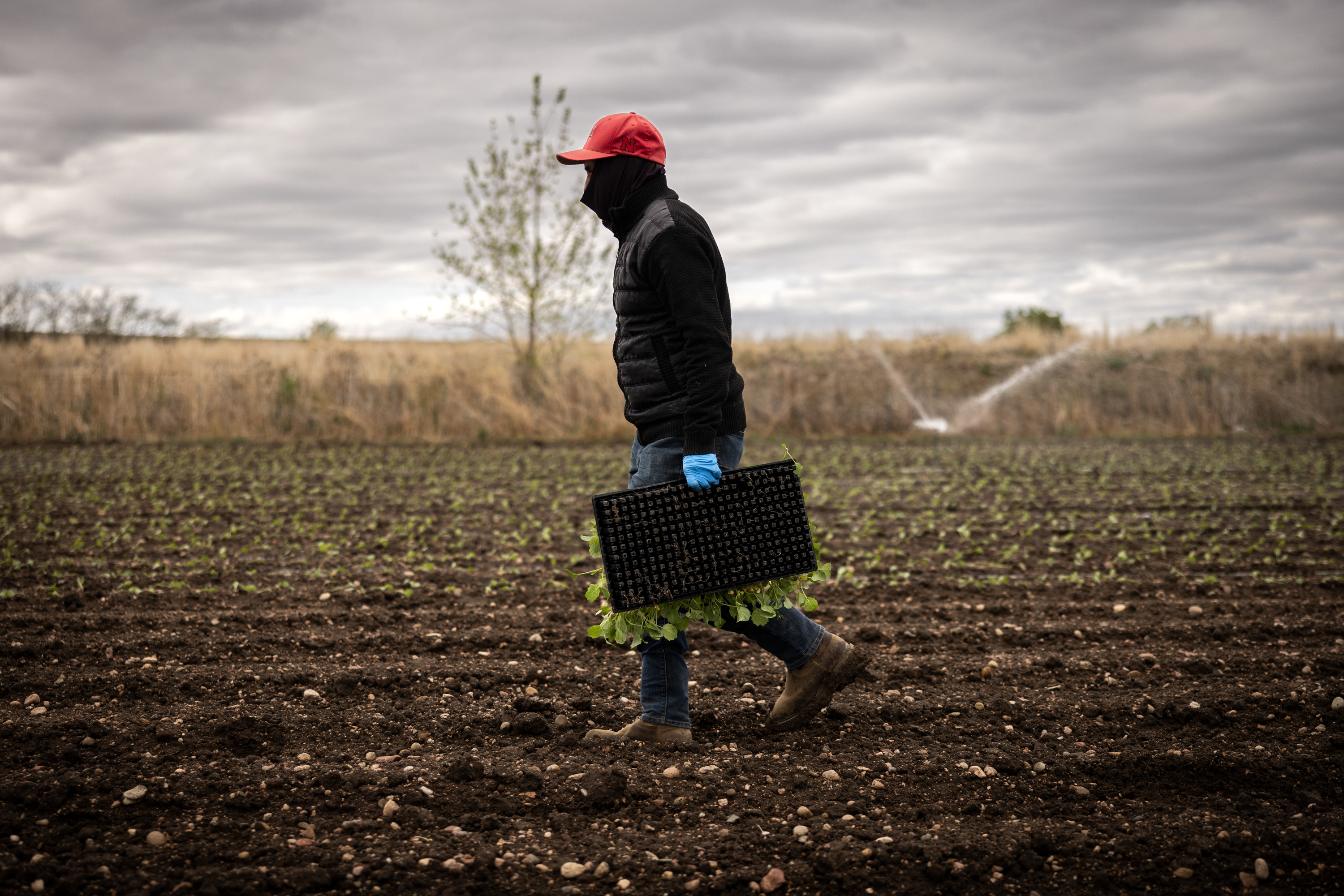 A worker at Petrocco Farms in Brighton, Colorado.