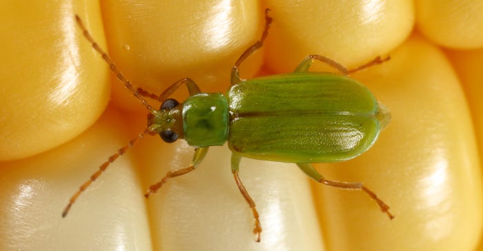 northern corn rootworm beetle on corn kernels