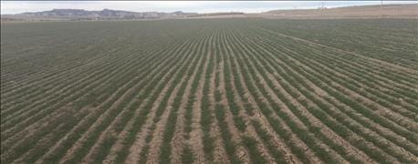 monitoring_winter_wheat_after_recent_warm_temperatures_1_635921993842334421.jpg
