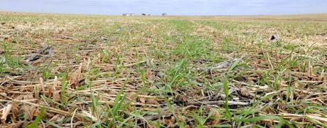 how_does_cover_crop_termination_affect_crop_insurance_1_635328183710068000.jpg