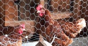 Hens in chicken coop
