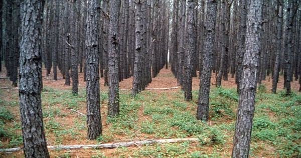 Alabama timber industry facing tough times | Farm Progress