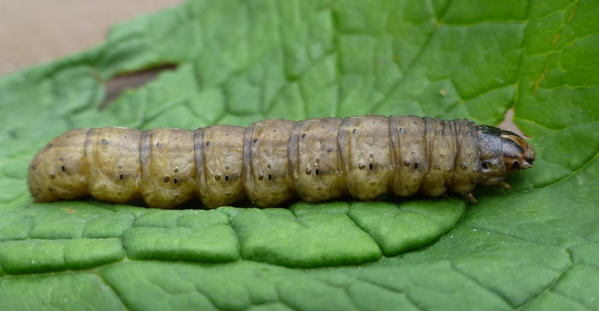 The larvae stage of this pest has grainy, and light gray to black skin.