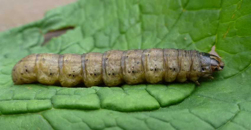 The larvae stage of this pest has grainy, and light gray to black skin. The larvae stage of this pest has grainy, and light gray to black skin.
