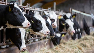Holstein cows eating hay