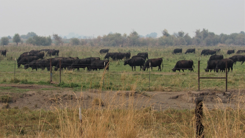 Cattle grazing
