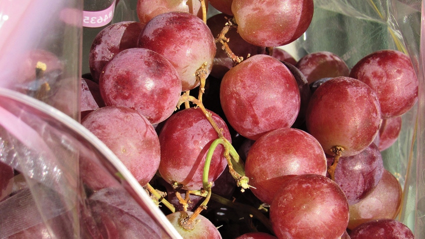 red table grapes