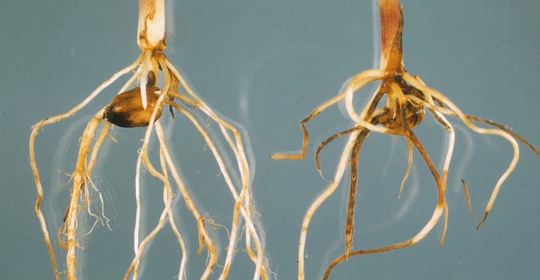 Root rots in corn can be caused by several pathogens—Pythium, Fusarium and Rhizoctonia. 