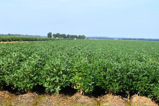 csp-guide-soybean.jpg csp-guide-soybean.jpg
