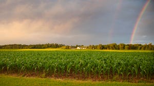 cornfield with storm clouds, rainbow overhead