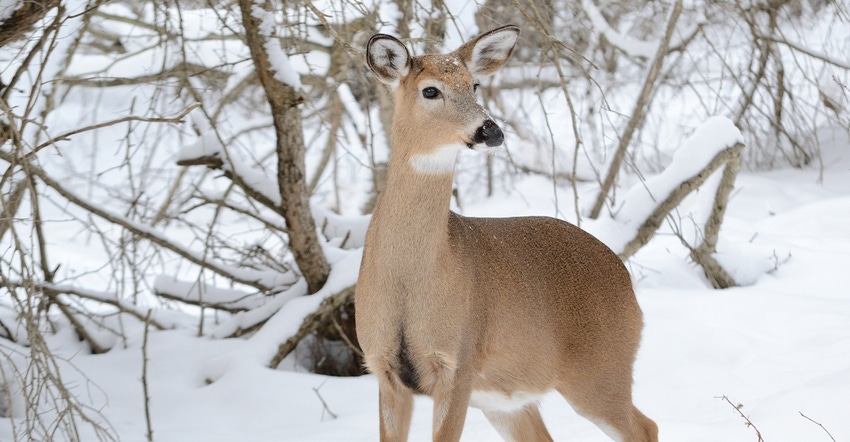 deer standing in snow